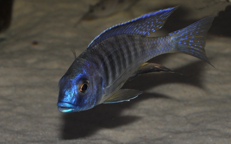 Placidochromis sp. 'electra blackfin' Makonde